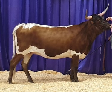 Show winning Miniature Longhorn cow