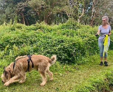 chien en mantrailing