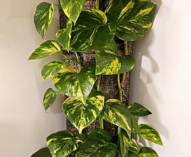 Epipremnum aureum that has reached the top of the self watering moss pole