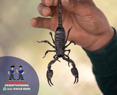 controle de escorpiões