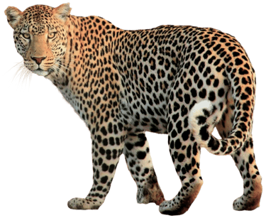 Leopard at Albizia self catering safari tents in Hluhluwe
