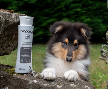 shampooings pour chien