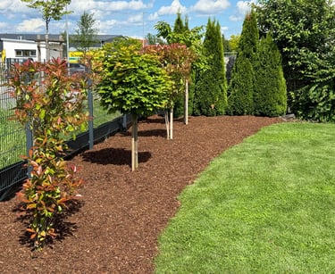 Landscaped garden bed with fresh brown mulch, young maple trees, and green lawn bordering a fence.
