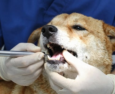 Veterinary team performing surgery in a modern clinic setting.