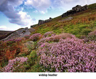 heather on wild moorland at widdop