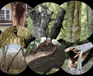 tree health assessment