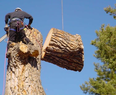 Tree removal