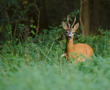 Flyest Farm Thermal Drone Deer Surveying