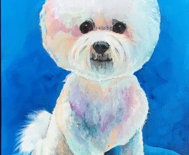 portrait of a white bichon-frise dog against a blue backdrop