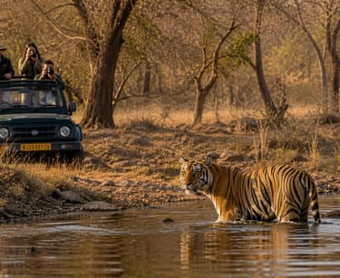 Tiger safari tour in Ranthambore