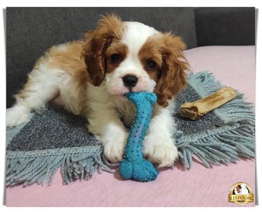 Sleepysong Born Fighter little male puppy Cavalier Sleepysong Kennel