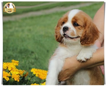 Sleepysong Kennel CKCS Litter ''D'' Female