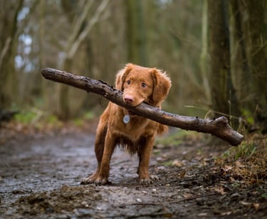 WinDog - Éducateur canin à Sapignies