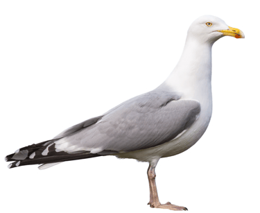 illustration représentant les problèmes liés aux goélands, mouettes et laridés