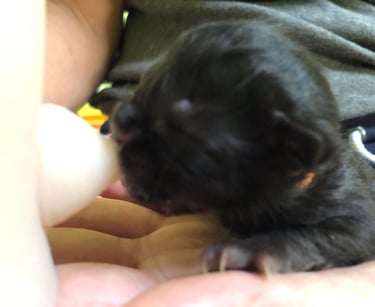 a small black kitten kitten kitten kitten kitten kitten kitten kitten kitten kitten kitten kitten kitten