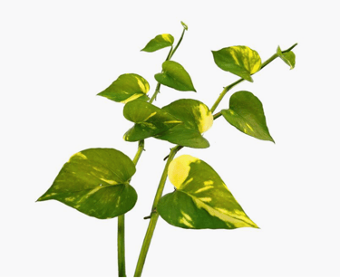 pothos leaves