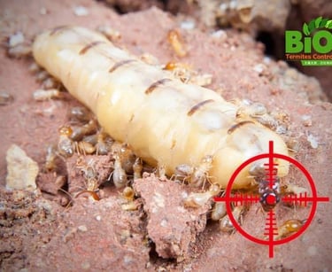 Target focused on a large subterranean termite queen.