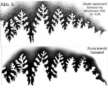 Suture comparison of Sturia sansovinii Mojsisovics and Sturia brandti n. sp.