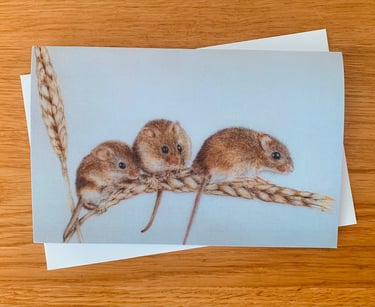 Harvest Mice