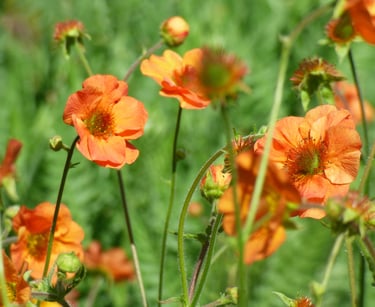 Orange flowers in a naturalistic garden