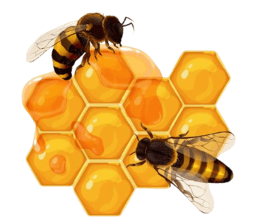 honey bee on honey comb