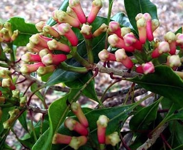 Cloves growing at a Zanzibar spice plantation – the island’s most famous export and highlight of Zanzibar Spice Tour