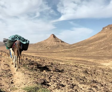 Lone camel trekking across Morocco’s Sahara with packs during three‑night tour