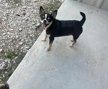 Abby the black tri AKC Champion Line Chihuahua—Louisiana girl posing playfully with tongue out