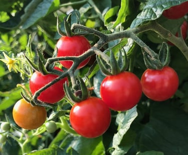 tomate cerise du jardin