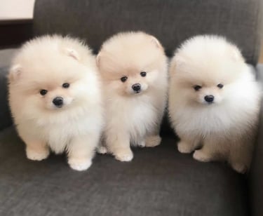 venta perro pomerania