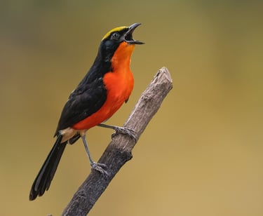 A Yellow-crowned Gonolek perched on a branch, displaying its distinctive yellow crown and black plum