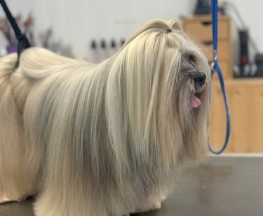Lhassa apso à poils longs