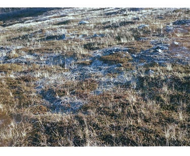 Image from the permafrost ground in Abisko