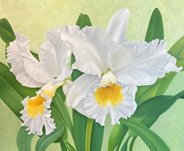 White Cattleya Duo