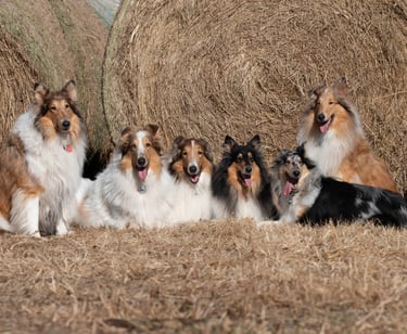 Rough Collies posing Callista, Sam, Harley, Olive, Opal, Tucker Nebraska