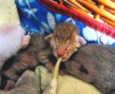A newborn tabby kitten being fed milk with a syringe in a cozy basket.