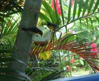 Jardin tropical Fleurs-des-Iles à Deshaies, Guadeloupe