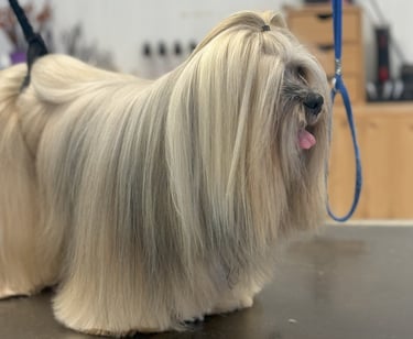 brushing coupe des griffes