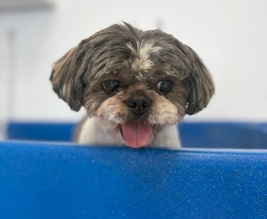 bain d'un shih tzu