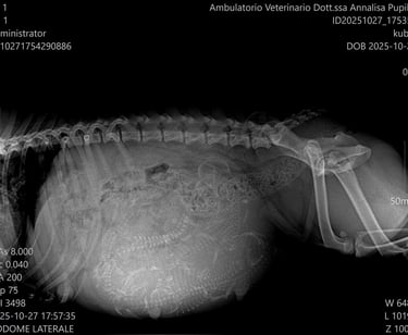 Radiografia Rx Staffordshire Bull Terrier Grecalestaffs allevamento pedigree enci fci