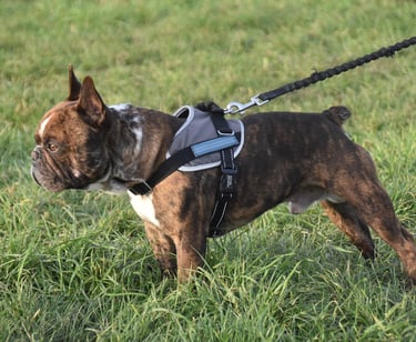 Chien tire en laisse