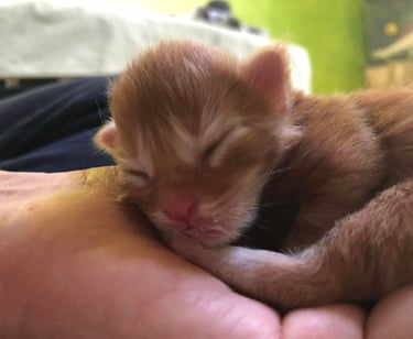 a small kitten is sleeping on a person's hand