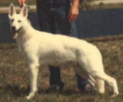 Historique du berger blanc suisse white shepherd Hoofprint Blondie