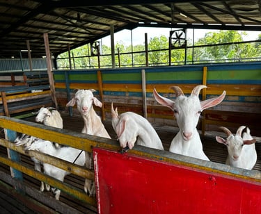Goat's (Goat's Dairy) BSL Ecofarm