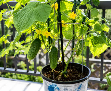 Healthy cucumber plant growing in a container with trellis support, producing fresh cucumbers and ye