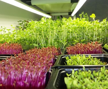 a picture of Early Greens microgreens nursery  produce