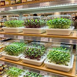 Fresh organic microgreens growing in plastic trays on supermarket shelves for indoor gardening.