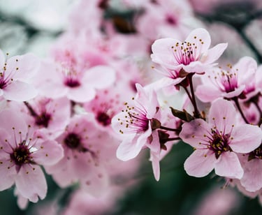 cherry blossom extract