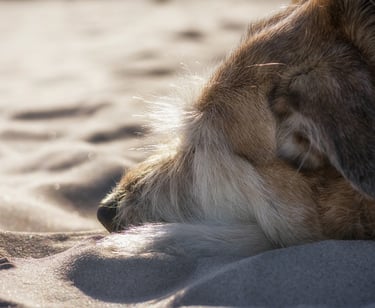 gros plan de la tête d'un chien roux étendu sur la plage
