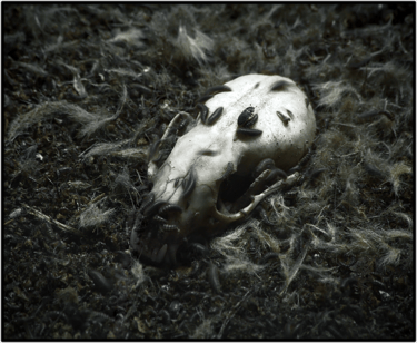 ANIMUS ANIMALIS (A STORY ABOUT PEOPLE, ANIMALS AND THINGS)